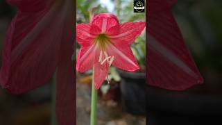 shortvideo Nurseryman Creative Crainum LillyampHippeastrum Reticulatum Pink Lily easypropagation [upl. by Omrellig]