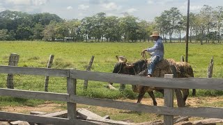 GUAYABOS VIRALES Asdrúbal Cabrera El Cantaclaro del Rio [upl. by Ivek]