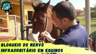 🐴 BLOQUEIO do nervo INFRAORBITÁRIO em Equinos [upl. by Kant]