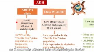 21 Genetic variability ADH e ALDH [upl. by Surtimed]