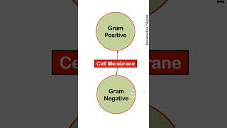 GRAM POSITIVE VS GRAM NEGATIVE BACTERIA [upl. by Annauqahs293]