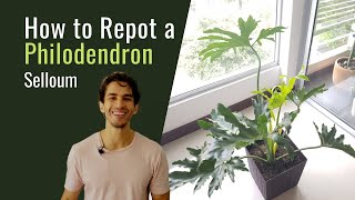 How to Repot a Philodendron Selloum  BigBoyPlants [upl. by Anauqahs385]