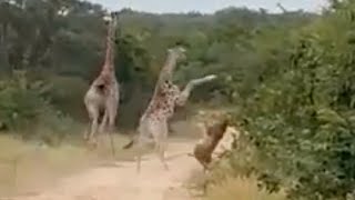 Baby Giraffe Kicks Lion TWICE in Midair [upl. by Neehsar]