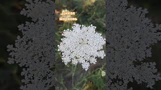 Дикая морковь квіти nature flowers daucus [upl. by Wahkuna]