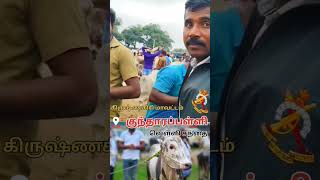 பாய்ச்சல் எருது விற்பனை cow tn24sakthivlogs [upl. by Aneres]