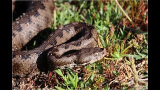 Víboras de la Península Ibérica Serpientes venenosas de España [upl. by Haet428]