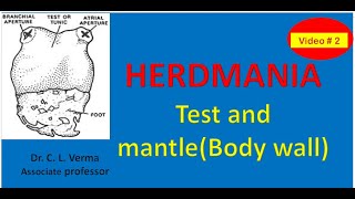 Test and mantle body wall of Herdmania [upl. by Georg]