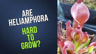 Are Heliamphora Hard To Grow [upl. by Ahcsat303]