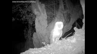 Tyto alba Barbagianni e verso Athene noctua Civetta 064 fototrappola a Corte Franca [upl. by Patin]