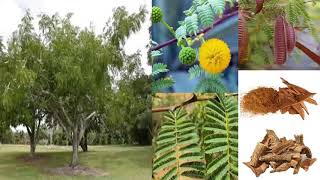 Khadira  Acacia catechu by Dr Kamla R Nagar [upl. by Chader]