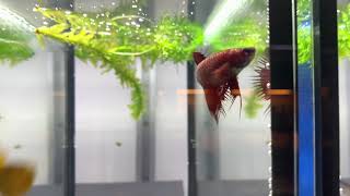 Red W2 Crowntail Betta Fish Female  ZüriBetta [upl. by Haidadej]