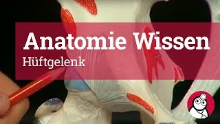 AnatomieWissen Hüftgelenk [upl. by Oetsira]