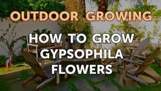 How to Grow Gypsophila Flowers [upl. by Cave]