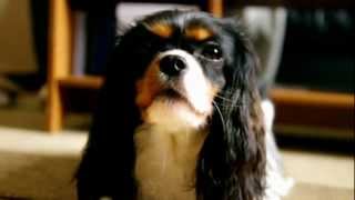 Growling Cavalier king charles spaniel [upl. by Yerfoeg]