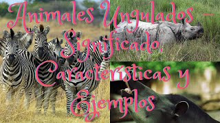 Animales ungulados  Significado características y ejemplos [upl. by Phippen]