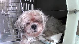 Typical Day In The Life Of 17 Year Old Lhasa Apso Dog Roxie [upl. by Rodney]