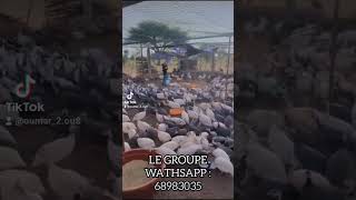 Pintade Galor le mieux élevé au monde et au Burkina [upl. by Dnaltroc304]