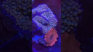 Ricordeacoral video reef fun motivation music photography happiness [upl. by Selia852]