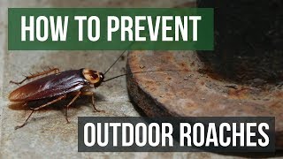 How to Prevent Outdoor Roach Invasions [upl. by Pergrim]