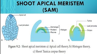 Shoot Apical Meristem SAM [upl. by Fina403]