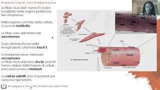 Anatomia e Fisiologia  Apparato Muscolare [upl. by Rossy]