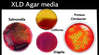 XLD agar  Xylose Lysine Deoxycholate Agar isolation of Salmonella Bacteria  Microbiology [upl. by Blunt106]