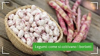 Orogel News 2018 Legumi come si coltivano i borlotti [upl. by Auqinihs659]