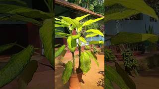 Do plants make you happy plantingtips beautiful morning plants [upl. by Drandell]