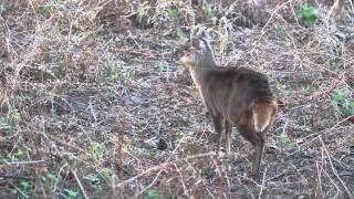 Muntjac Deer Barking [upl. by Anuayek]