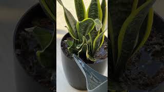 Quick Tips to Boost Indoor Plant Health for Lush Greenery [upl. by Hajile]