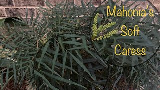 The ‘Soft Caress’ Mahonia  Plant spotlight  VLOG semojohomestead [upl. by Page969]