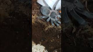 Lasiodora parahybana viralvideo trending explore subscribe support [upl. by Bond]