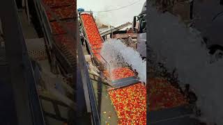 Descarregando tomate na base do jato dágua [upl. by Petracca]