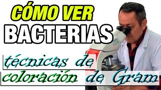 Cómo ver las Bacterias Técnica de coloración de Gram [upl. by Acina]