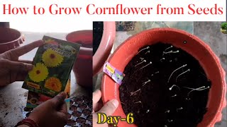 How to Grow Cornflower Plant from Seeds  Planting Cornflowers from Seeds in Pots [upl. by Naujud]