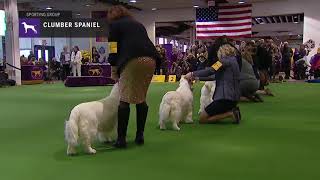 Spaniels Clumber  Breed Judging 2019 [upl. by Wiatt]