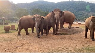 Trumpets of Excitement  Turn Up the Volume  ElephantNews [upl. by Brose]