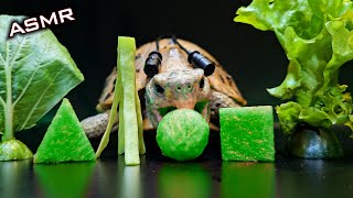 Satisfying ASMR Mukbang Eating GREEN FOOD 💚 Turtle Tortoise 156 [upl. by Edelson]