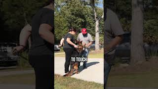 Top Dog Trainer Reveals Shocking German Shepherd Behavior [upl. by Jobe741]