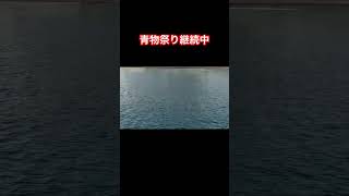 野比海岸数日続いてるナブラ釣りナブラ三浦海岸三浦半島fishing 青物 [upl. by Iolenta100]