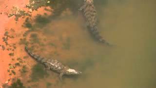 Desert crocodiles Crocodylus suchus in Mauritania [upl. by Market824]