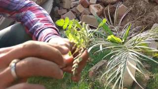 How to grow guggal from cutting  how to grow Indian bdelliumtree Commiphora wightii [upl. by Pepita]