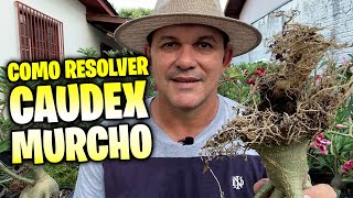 ✅ CAUDEX MURCHO Entenda porque sua ROSA DO DESERTO fica com o caudex murcho [upl. by Piero]