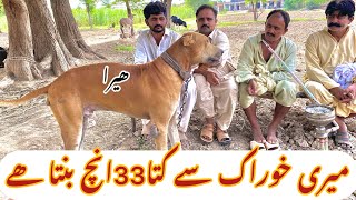 Pakistani bully dogfamus doginterview Mukhtar Maken shabبولی کتوں کے شوقین [upl. by Lemmuela810]