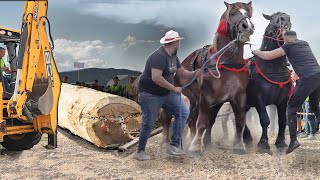 Draft Horses Logging Heavily in the Forest Only an Excavator could lift It [upl. by Chapin461]