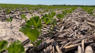 Choosing the Right Herbicide Can Help Boost Yield Potential [upl. by Fruin]