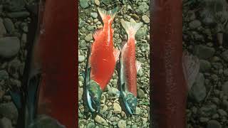 🐟☆³⁸ Sockeye Salmon Oncorhynchus nerka in Salmonid Family Salmonidae [upl. by Hessler]