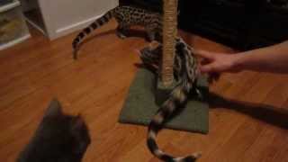 Catnip Cats and Spotted Genets [upl. by Arema]