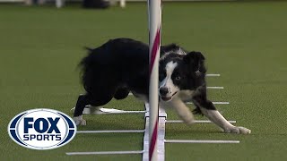 Best of the Agility competition from the 2020 Westminster Kennel Club Dog show  FOX SPORTS [upl. by Goulden4]