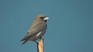 White breasted Wood swallow Artamus leucorynchus HD Video Clip 1 1 [upl. by Sisile121]